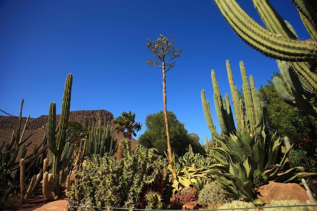Green Oasis Maspalomas Garden 11 エクステリア 写真